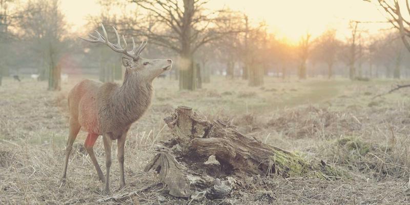 西安快递47：揭秘同城配送新势力，西安速步如何重塑物流配送格局