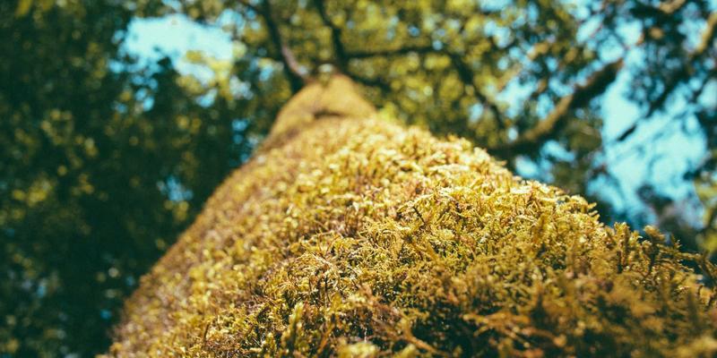 西安快递70：现代物流配送与同城配送服务如何重塑古都生活